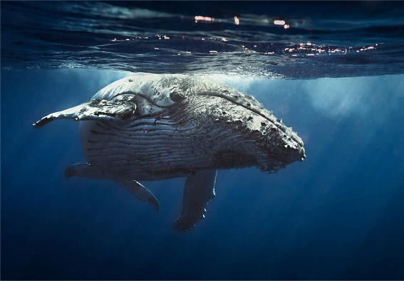 O sposobie działania, zwanym „Whale done” i nowym spojrzeniu na motywowanie pracowników