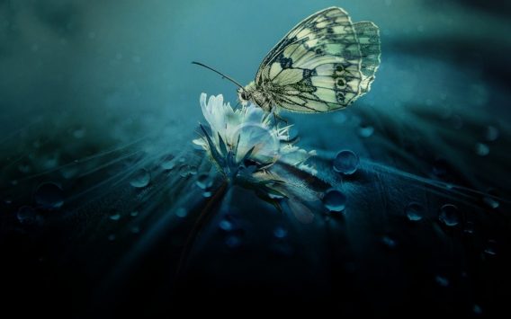 Action Reflection Learning<sup>®</sup>– metoda uczenia się